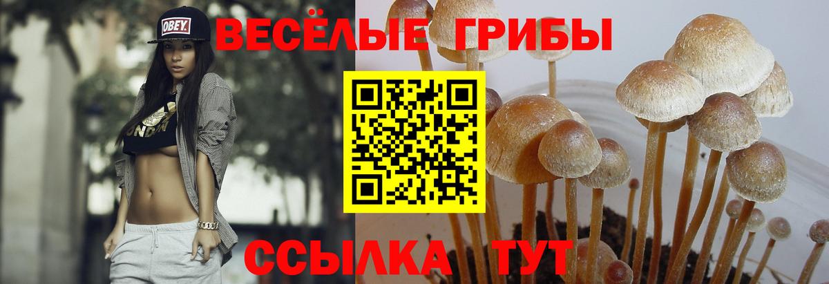 Псилоцибиновые грибы ЛСД  Псилоцибиновые грибы прущие грибы  купить   Острогожск  Вход с VPN 